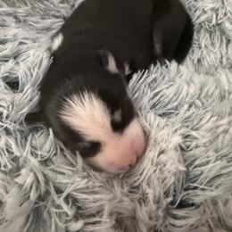 Howard - Black and white male Pomsky puppy in Cumberland County, Pennsylvania from M&L Pomskies