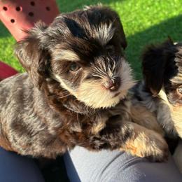 Miriam - Liver female Miniature Schnauzer puppy in Hemet, California from Journee Home Mini Schnauzers