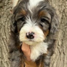 Alexandrite - Blue merle male Bernedoodle puppy in Horseshoe Bend, Idaho from Over the Moon Poodles and Doodles