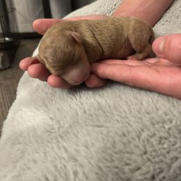 Cockapoo Puppies from Cajun Cockapoo’s