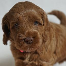 Teeter - Red female Australian Labradoodle puppy in Fontana, California from Glory Labradoodle’s