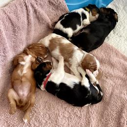 Cavalier King Charles Spaniel Puppies from The Cavi Pack
