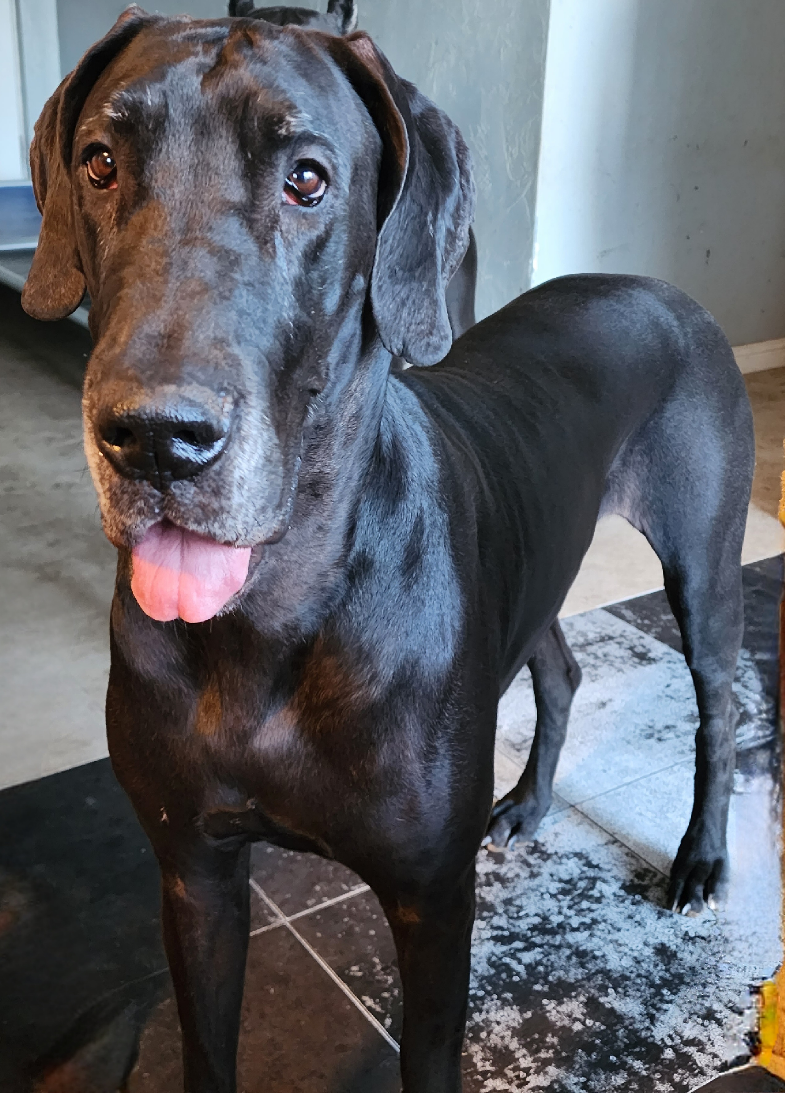 Great Dane All Grown Up from TLC Danes