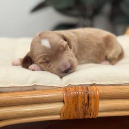 Boy 1 - Red  male Goldendoodle puppy in Elk Grove, California from Doodles by Faith