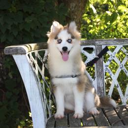 Babita - Wolf sable female Pomsky puppy in Murfreesboro, Tennessee from Middle Tennessee Pomskies