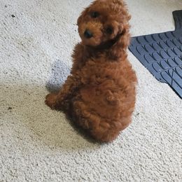 Poodle Puppies from Epiphany Poodles