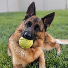 German Shepherd Puppies from AceHaven Canines