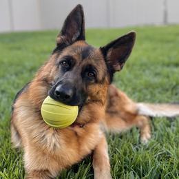 German Shepherd Puppies from AceHaven Canines