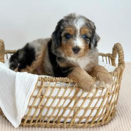 Vino - Blue merle male Aussiedoodle puppy in Manteca, California from Silva Ranch Doodles