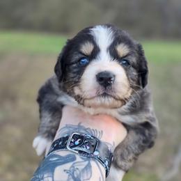 Puma - Blue merle female Australian Shepherd puppy in London, Kentucky from Kenmont Kennels