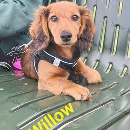 Dachshund and Labrador Retriever All Grown Up from Double Trouble Dachshunds & Labs