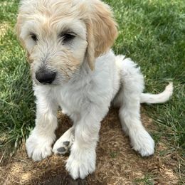 Goldendoodle Puppies from Bridger Peak Doodles