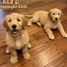 Teddy - Cream male Goldendoodle puppy in Cleveland, Ohio from A&B Happybreeds
