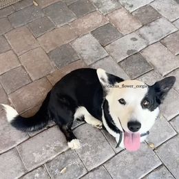 Holly - Cardigan Welsh Corgi