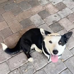 Holly - Cardigan Welsh Corgi