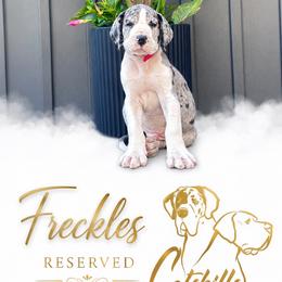 Freckles - Mantle merle male Great Dane puppy in Liberty, New York from Catskills Greatest Danes