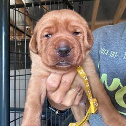 Yellow - Yellow female Labrador Retriever puppy in Newton Grove, North Carolina from Wayalife Labradors & Gsp’s