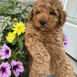 Red Boy - Red  male Poodle puppy in Kalamazoo, Michigan from Creekside Ranch