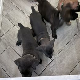 Cane Corso Puppies from Aries Legecy Cane Corso