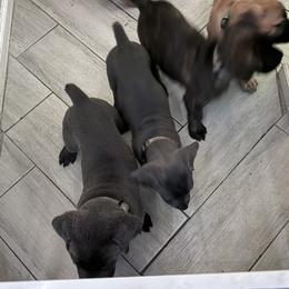 Cane Corso Puppies from Aries Legecy Cane Corso