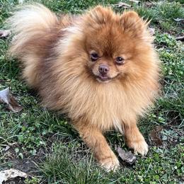 Regal AKC registered small size stud - Orange sable male Pomeranian puppy in Jefferson City, Missouri from MJ’s Pomeranians
