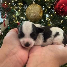 Green girl - Parti female Miniature Schnauzer puppy in Oneonta, Alabama from Murphree Valley Kennels