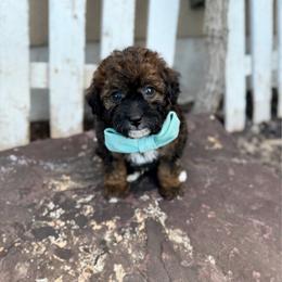 Badger - Sable male Bernedoodle puppy in Lamar, Colorado from Jozlyn’s Pups