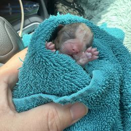 Liberty - Liver and white female Shih Tzu puppy in Berkeley Springs, West Virginia from Sandridge Shih Tzus
