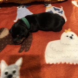 Luigi - Black and tan male Dachshund puppy in Meridian, Id 83646 3658, Idaho from Boise Best Mini Dachshunds