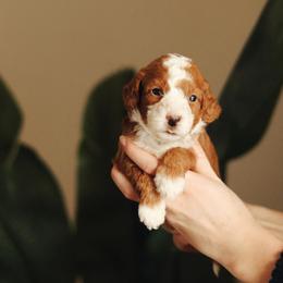 Double Doodle and Goldendoodle Puppies from GoldendoodlePaw