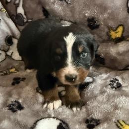 Carol - Black tri-color female Australian Shepherd puppy in Atkinson, Illinois from Diamond Ridge Aussies
