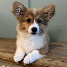 FLUFFY RED MALE - Sable Pembroke Welsh Corgi puppy in Missouri from Cooler Farms Corgis