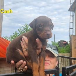 Cash - Red and rust male Doberman Pinscher puppy in Mount Orab, Ohio from Heyne Kennels