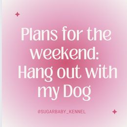 Miniature Schnauzer Puppies from Sugarbaby Kennel