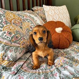 Beast - Red male Dachshund puppy in Virginia from Pretty Paws