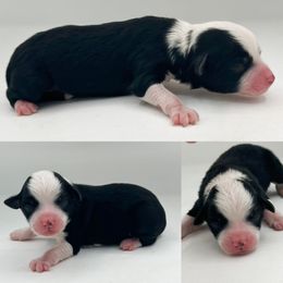 Black tri male - Black tri male Toy Australian Shepherd puppy in Brooker, Florida from Honey, I Shrunk the Aussies