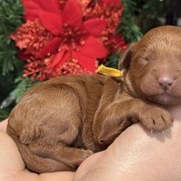 Yellow collar female - Red  female Goldendoodle puppy in Yuciapa, California from AlltheDoodlez_