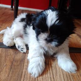 Shih Tzu Puppies from Tough Shih