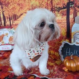 Holly - Shih Tzu