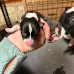Pluto - Black and tan male Pembroke Welsh Corgi puppy in Algona, Iowa from LTT Corgis