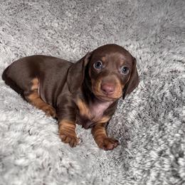 Reema - Chocolate and tan female Dachshund puppy in Petersburg, Virginia from Doting on Dachshunds
