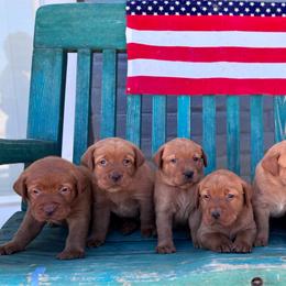 Anna - Yellow female Labrador Retriever puppy in Carlsbad, New Mexico from ECMO Farm Dalmatians & Labrador Retrievers