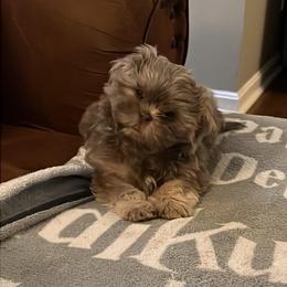 Shih Tzu Puppies from Lavender Lane Tzus