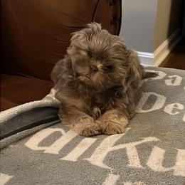 Shih Tzu Puppies from Lavender Lane Tzus