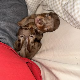 Dachshund Puppies from Josh Cheek