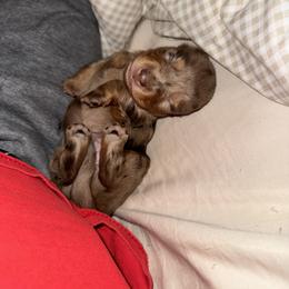 Dachshund Puppies from Josh Cheek