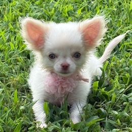 Adele - Fawn and white female Chihuahua puppy in Gloucester, Virginia from Charlotte's Web of Chihuahuas