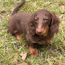 Ozzy full Russian rights to approved program - Chocolate and tan male Dachshund puppy in Call, Texas from Dachshund D’Amore
