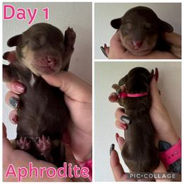 Aphrodite - Chocolate and cream female Dachshund puppy in Michigan from M.H.P Dachshunds