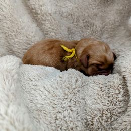 Dilute Retriever and Labrador Retriever Puppies from LC Hunting Labs, LLC.